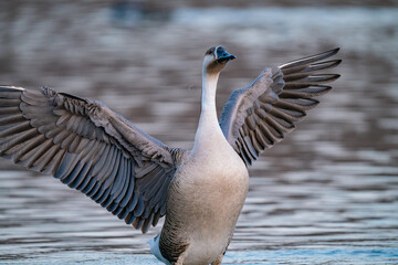 When winter comes, geese forage freely, swim and fly in groups in the river.	
