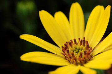黄色の花（マクロ）