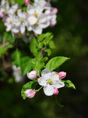 Apple tree blossom over green blured background