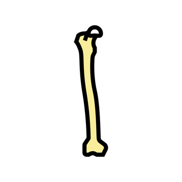 femur bone color icon vector. femur bone sign. isolated symbol illustration