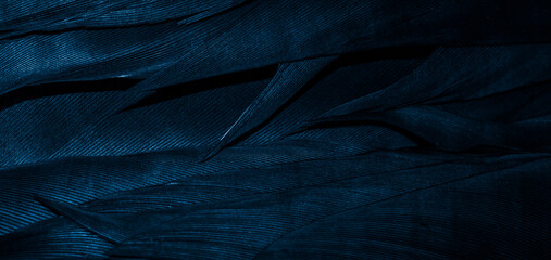 blue feathers with visible details, background or texture