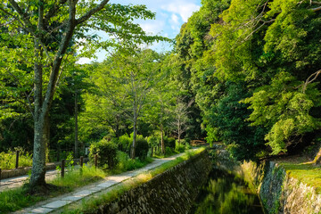 京都市左京区 新緑の哲学の道