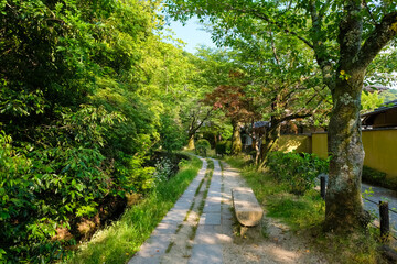 京都市左京区 新緑の哲学の道