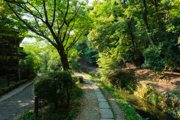 京都市左京区 新緑の哲学の道