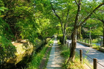 Obraz premium 京都市左京区 新緑の哲学の道