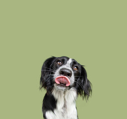 Portrait cute puppy dog licking its lips looking at camera. Isolated on green background - obrazy, fototapety, plakaty