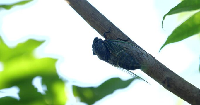 クマゼミのオスの鳴き声 ガンマイク収録 4K動画