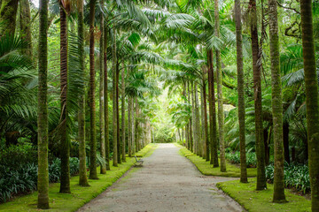 Fototapeta premium road path between palm trees