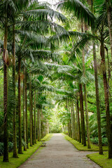 road path between palm trees