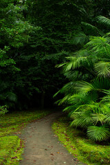 Path to dark Tropical forest