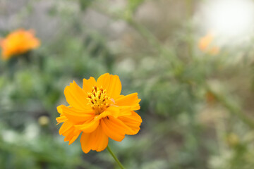 yellow flower in the garden