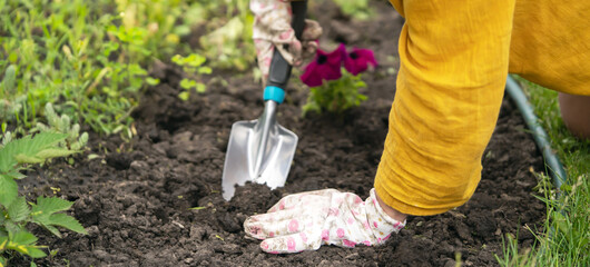 Closeup of hands of a gardener with a seedling.