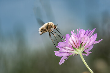 Selective approach of Bombylius major, dark-edged bee-fly, sucking nectar on a lilac flower. 