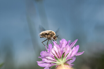 Selective approach of Bombylius major, dark-edged bee-fly, sucking nectar on a lilac flower. 