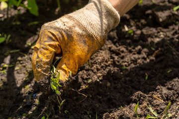 Man is farming in the garden, closeup view.