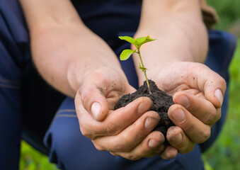 Close up of gardener hands holding seedling.