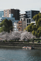 天満橋桜のある風景