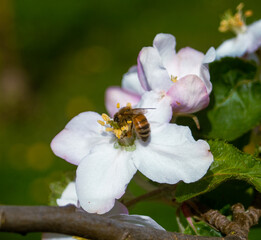Biene auf Apfelblüte