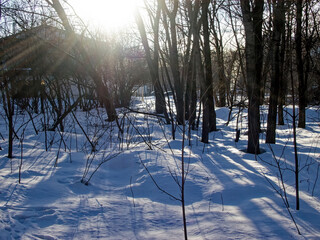 sunny day in the forest in winter