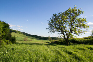 wooded field in hill at summer