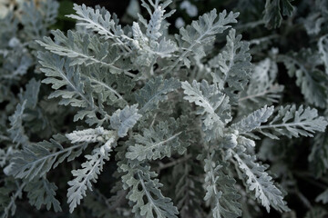 Dusty Miller tree beautiful leaf in garden. selective focus. soft picture