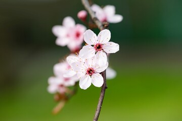 Beautiful blooming branch on green nature background