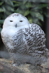owl