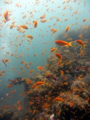 Fototapeta na wymiar red sea fish and coral reef 