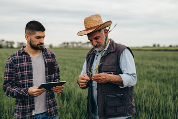 farmers talking and examine wheat plant on field