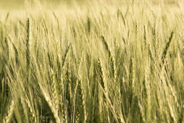 Wheat field and sunny day.