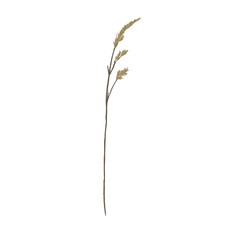 Wildflowers, herbs elements. Collection of wild meadow flowers, branches. The illustration is isolated on a white background. Botanical Art.