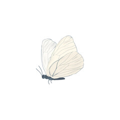Obraz premium Butterfly element. Collection of wild meadow flowers, branches. The illustration is isolated on a white background. Botanical Art.