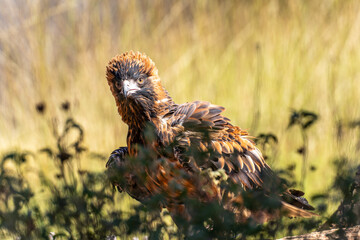 Australian wedge-tailed eagle in the outback of Central Australia.