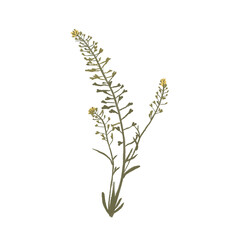 Wildflowers, herbs elements. Collection of wild meadow flowers, branches. The illustration is isolated on a white background. Botanical Art.