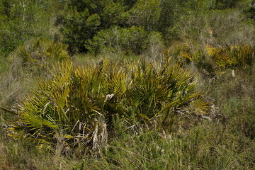 Palm trees in Parc Natural de Turia at La Vallesa near Valencia,Spain,Europe
