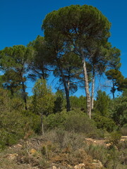 Pine trees in Parc Natural de Turia at La Vallesa near Valencia,Spain,Europe
