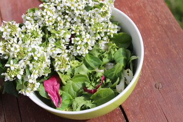 Gemischter Salat mit Löffelkraut