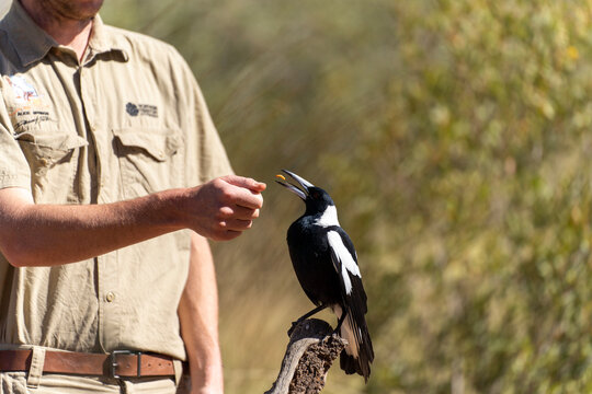 Zookeeper feeding a magpie. Central Australia.