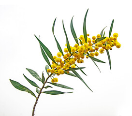 Close up of Acacia saligna