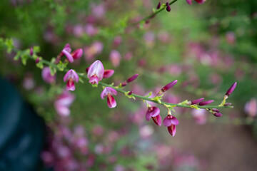 Fototapeta na wymiar Close-up of bright pink flowers on blooming Cytisus Decumbens branch in the garden. Broom flower. Genesta flower. Clos up