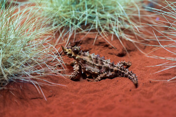Australian thorny devil on red sand.