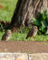 Two Burrowing Owls or Luck owls perched on the ground beside the street. Species Athene Cunicularia. The big yellow eyes of american owl. Bird lover. Birdwatching.