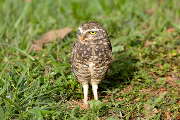 The Burrowing Owl or Luck owl perched on the ground beside its nest. Species Athene Cunicularia. The big yellow eyes of american owl. Bird lover. Birdwatching. mimicry