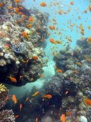 Naklejka na ściany i meble red sea fish and coral reef 