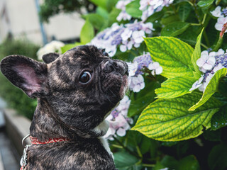 Brindle French bulldog  with hydrangea in the garden
