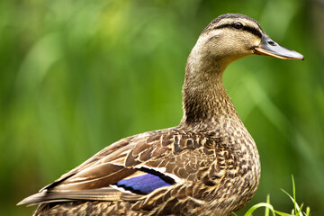 High detailed close-up portrait of female mallard duck - anas on a green grass background