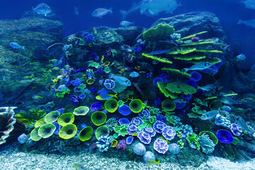 Underwater coral reef and fish - obrazy, fototapety, plakaty