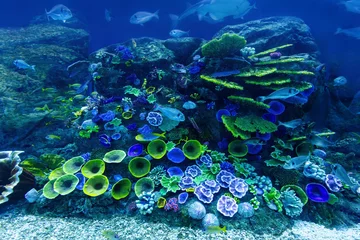 Poster Underwater coral reef and fish © Photocreo Bednarek