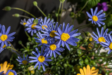 blue flowers (blue daisy)  in the garden