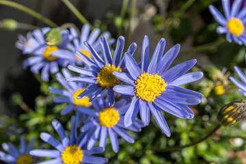 Obraz premium blue flowers (blue daisy) in the garden